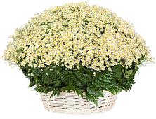 Цветочная композиция из Ромашки в корзине #REPLACE_PRED# Горы